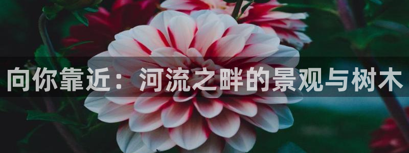 新宝gg dengludizhi