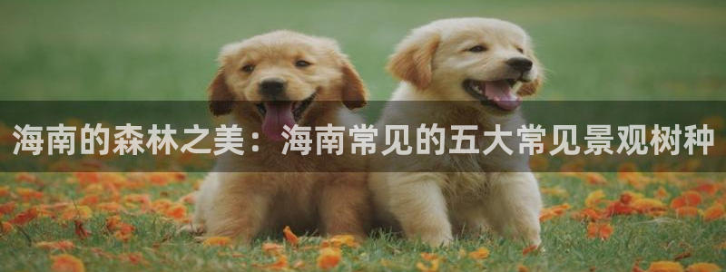 新宝gg网娱乐
