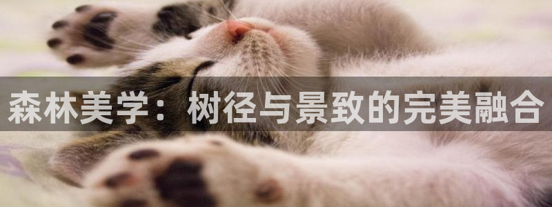 新宝GG上级