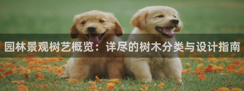 新宝gg什么