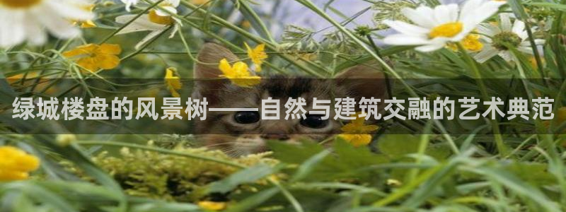 新宝gg创建奇迹