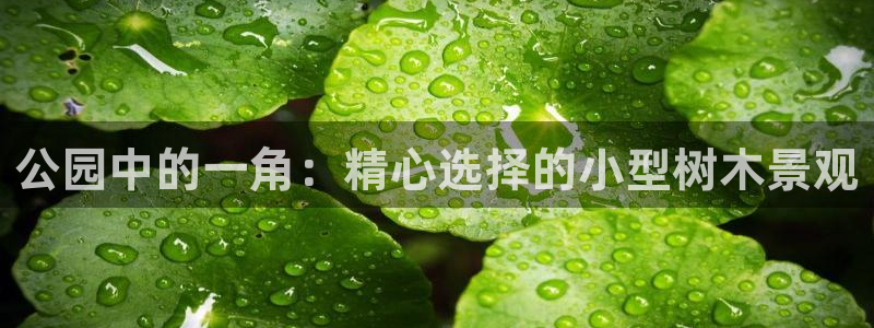 新宝 gg最新