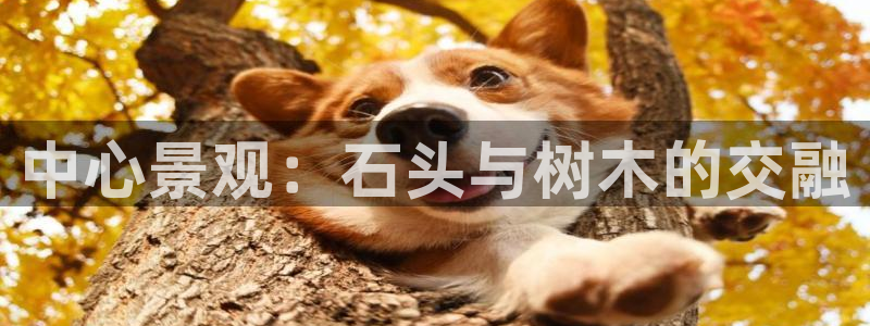 新宝gg什么