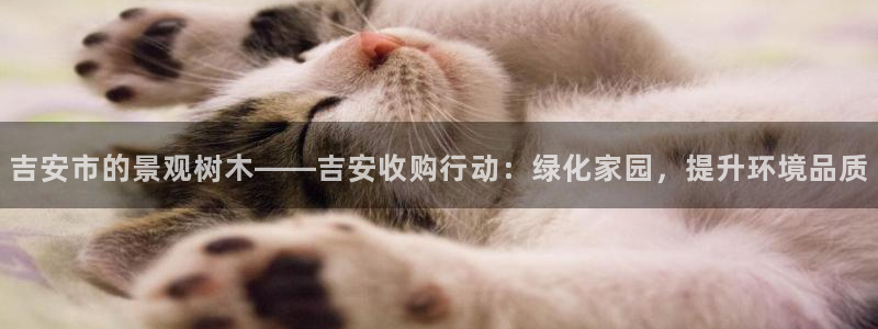 怎么代理新宝gg
