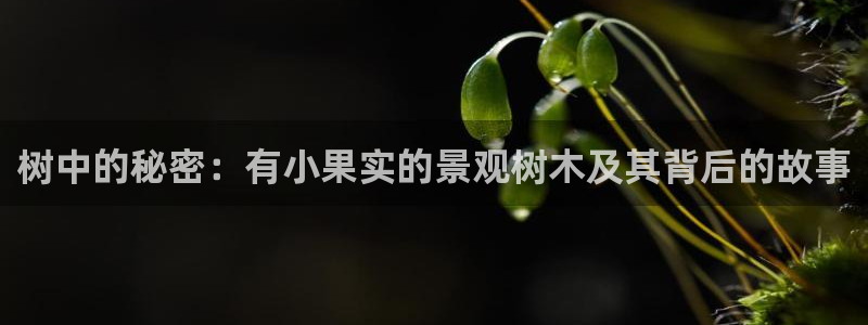 新宝gg.