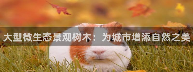 怎么代理新宝gg