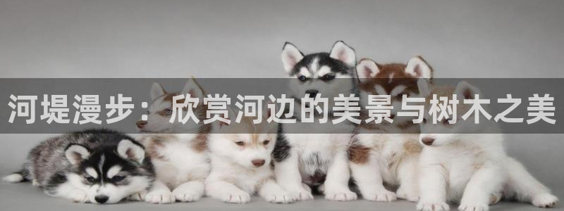 新宝gg 首页