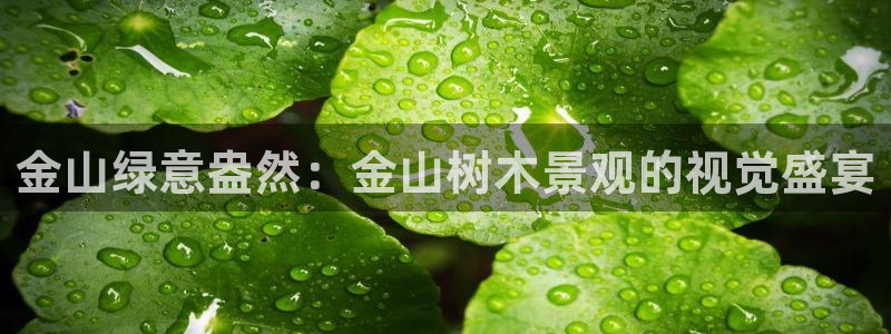 新宝gg 开户