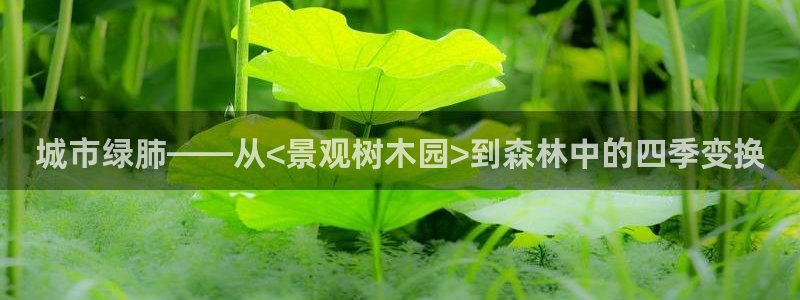 新宝gg网