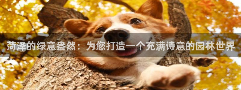 新宝gg在哪开户