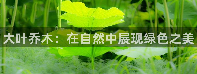 新宝gg主管花木兰