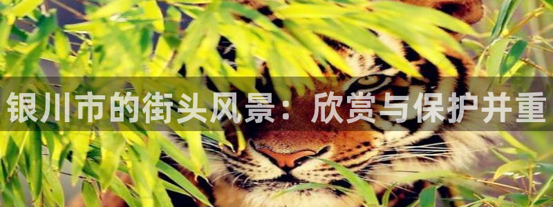 新宝GG寻29999：银川市的街头风景：欣赏与保护并重