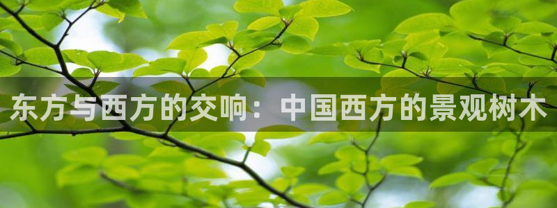 新宝gg软件